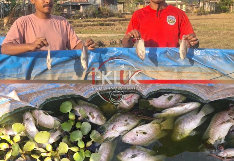 Irigasaun Maliana 1 La Funsiona Fulan Rua, Ikan Mate To’o 5 Kilo Kada Loron
