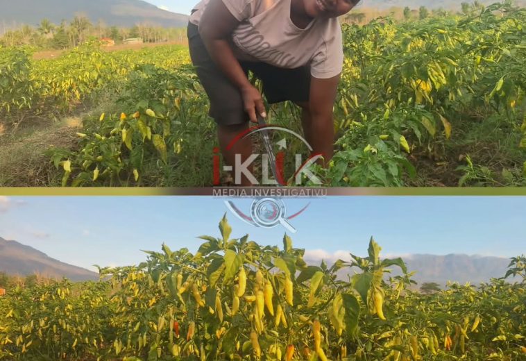 Falta Bee no Kompetisaun ho Produtu Importadu Ameasa Agrikultór Ai-Manas iha Ritabou